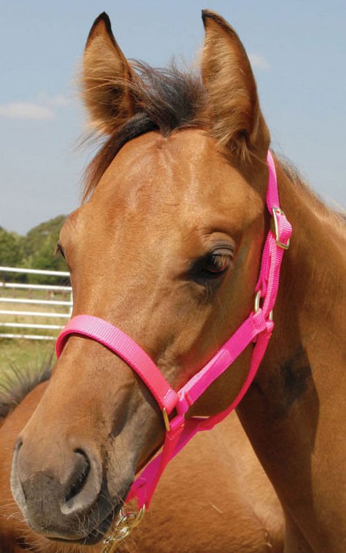 Jeffers Nylon Foal & Pony Halter