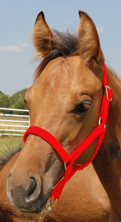 Jeffers Nylon Foal & Pony Halter
