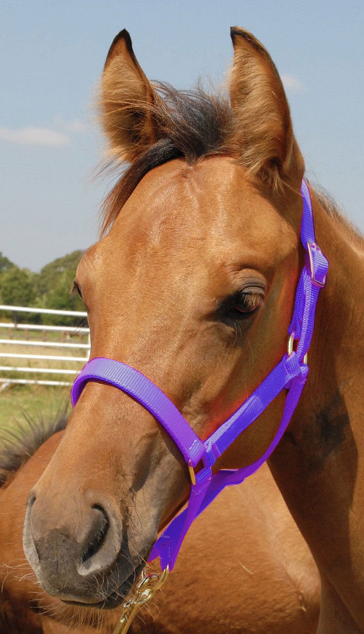 Jeffers Nylon Foal & Pony Halter