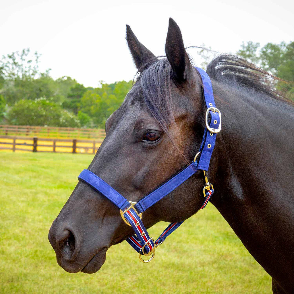 Jeffers Matching Horse Halter & Lead Rope 2 Piece Set, Full Size