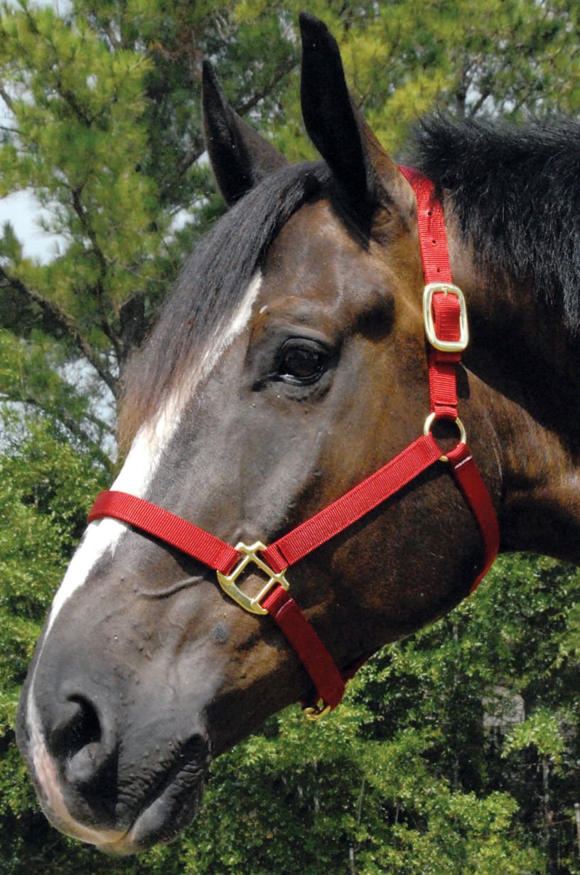 Jeffers Premium Nylon Weanling & Yearling Horse Halters, 3-Ply, 1"